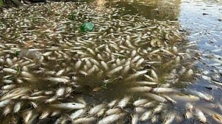 RIO PIRACICABA AMANHECE COM MILHARES DE PEIXES MORTOS [upl. by Reg921]