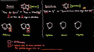 The Nitrogenous Bases  Purines and Pyrimidines [upl. by Lewie180]