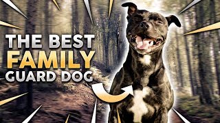 STAFFORDSHIRE BULL TERRIER The Best Family Guard Dog [upl. by Ardnohs]