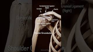 Shoulder circumductionthephysiodoctoranatomyphysiotharapisthumananatomysportspainshoulder [upl. by Ayian]