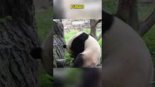 福宝：看什么看，没见过熊家拉青团吗？ panda pandafushun cute adorablepanda animals cutepanda pandalove funny [upl. by Aserat]