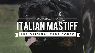 THE ORIGINAL CANE CORSO ITALIAN MASTIFF [upl. by Sunda]