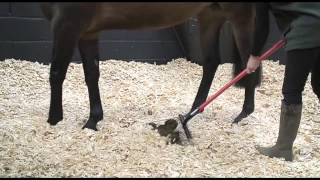 BEDMAX Shavings For Your Horse [upl. by Eittel]