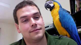 Rachel Talks Finally on Camera Macaw Talking Parrot Talking [upl. by Hteb]