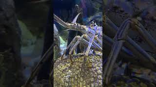 Floridas Spiny Lobster lobster [upl. by Emory]