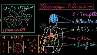 Malaria  Docteur Synapse [upl. by Michael]