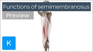 Functions of the semimembranosus muscle preview  Human 3D Anatomy  Kenhub [upl. by Sukul]