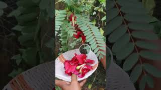 ഇന്നത്തെ അഗസ്തി പൂവ് വിളവെടുപ്പ് ☺️  medicinal plant farming youtubeshorts shortvideo [upl. by Perot736]