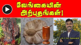 வேங்கையின் அற்புத விநோதங்கள்  Pterocarpus Marsupium  PENTVTAMIL [upl. by Enilegnave983]