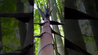 Dendrocalamus asper e o poderoso Eucalipto “limão”vivendo harmonicamente no Bambuplatz Garten RS🇧🇷 [upl. by Nedda]