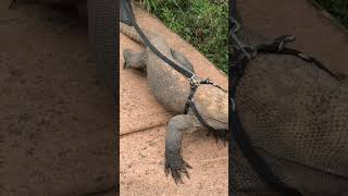 Big Komodo Dragon  Australian Reptile Park [upl. by Hijoung860]