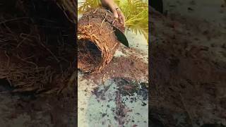 Areca palm care propagation 🌴erikaplumcutting plants shorts [upl. by Nylrem51]