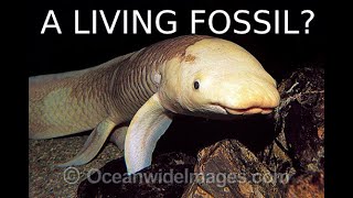 Understanding the Australian Lungfish [upl. by Damalas847]