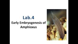 Early embryogenesis of amphioxus [upl. by Elsy]