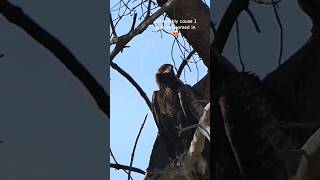 Wedge Tailed Eagle Ready for her close up 🦅 [upl. by Adar]