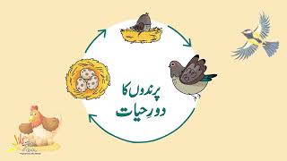 Life Cycle of Birds I پرندوں کا دورحیات I unit6I Grade 3 I SNC I General Knowledge PEN Academy [upl. by Salvadore890]