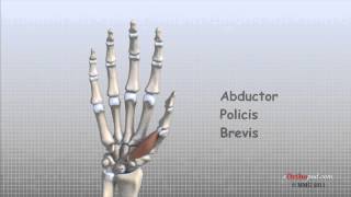 Hand anatomie [upl. by Hildebrandt]