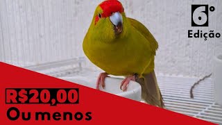 KAKARIKI BIRD  ESSA AVE VAI SER SUA  AVES E PASSAROS EXÓTICOS DA CAMPANHA [upl. by Nuli]