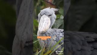 5 facts about shoebill storks [upl. by Grondin]