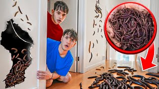 We Found WORMS In Our House [upl. by Jordana]