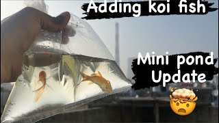 Koi Fish Pond  Koi Fish Aquarium  How to care koi fish [upl. by Nehttam]