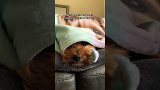 Tiny Cujo is terrified 💥 dog SummerVibes pets [upl. by Dinny]