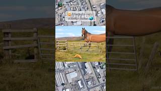 🤯I found a very strange horse on Google Maps 🌎 alexmaps [upl. by Lundt]