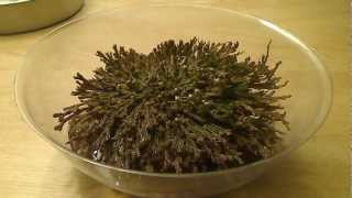 Selaginella lepidophylla quotDinosaur Plantquot TimeLapse 104 [upl. by Skvorak243]