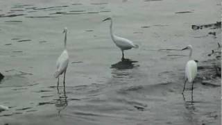 Crane birds on fish hunting at Mahe river shore [upl. by Denice336]