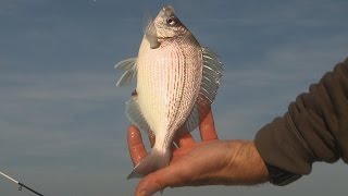 Technique de pêche à la dorade avec Francis COUZINET et OCQUETEAU [upl. by Valora]