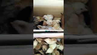 HIGH HATCHABILITY AGAIN BEST QUALITY CHICKS incubator diy incubatingeggs shorts [upl. by Suiramaj363]