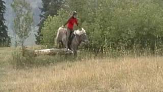 Icelandic horse  Hrimfaxi  jumping bridleless [upl. by Burk172]