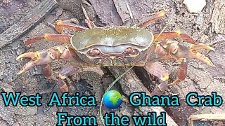 TYPICAL WEST AFRICA CRAB 🦀 FROM THE WILD  GHANA 🇬🇭 [upl. by Maffa]