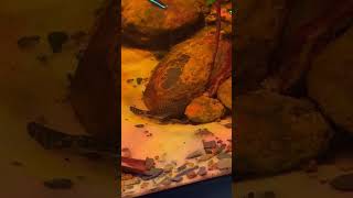 My Pleco Is Digging A Breeding Cave fishtank fishbreeding aquarium aquascape shorts [upl. by Woolcott]