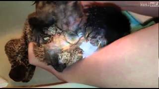 Baby monkeys first bath is adorable [upl. by Aimar]