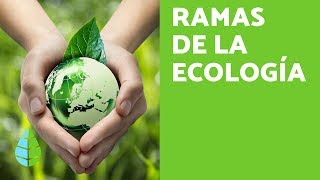 RAMAS de la ECOLOGÍA  ¿Qué ESTUDIA la ECOLOGÍA [upl. by Titos]