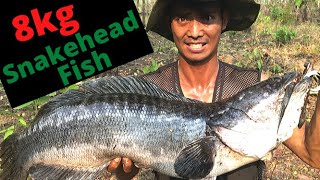 How to catch an 8kg Giant Snakehead Fish with eel [upl. by Toombs]