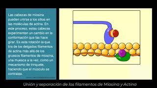 Neurodeporte  Contracción Muscular filamentos de Actina y Miosina [upl. by Abrams]