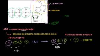 АТФ Аденозинтрифосфатвидео 10  Энергия  Биология [upl. by Halueb552]