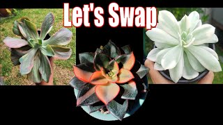 Beautiful amp Rare SUCCULENT SWAP  Layna Le  Growing Succulents with LizK [upl. by Kcire304]