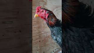 Rooster Collection seramachicken ayam roostercollection rooster [upl. by Lanni]