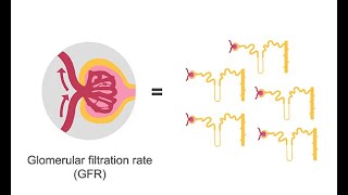 Estimating glomerular filtration rate GFR [upl. by Orutra]