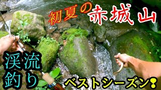 【赤城山の渓流】◎魚影の薄い沢でイワナヤマメ釣査！ ルアー釣行群馬漁協 [upl. by Airbmac187]