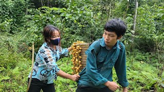 Harvesting wild grapes to sell meeting strangers in the forest [upl. by Hultin]