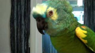 Parrot talks and gets sassy with grandma [upl. by Nelak209]