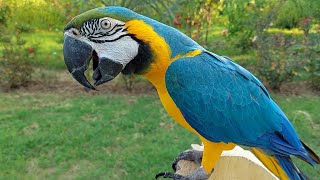 Macaw Natural Sounds and Calls [upl. by Lontson]