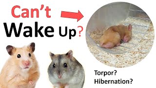 How to wake up a hamster from torpor quasihibernation state [upl. by Ilise409]