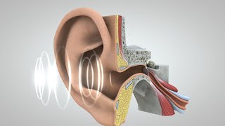 El viaje del sonido al cerebro [upl. by Alaster601]