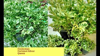 How to care amp Grow Euonymus Fortunei Silver Queen plant [upl. by Ronaele]