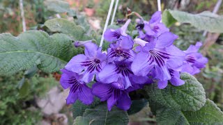 Cuidados del Streptocarpus  Streptocarpo  Prímulas del Cabo [upl. by Eenahpets]